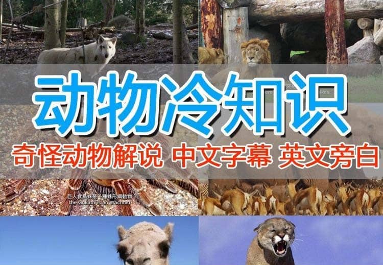 外面卖1699的国外纪录片解说（动物解说、美食、动画片）稳过中视频-温馨分享网